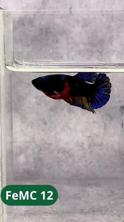 Multicolor Female Betta Fish | You Pick Fish | High Grade