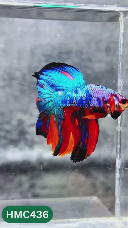 Multicolor Halfmoon Male Betta Fish | High Grade | Order Directly From Farm |  You Pick Fish |