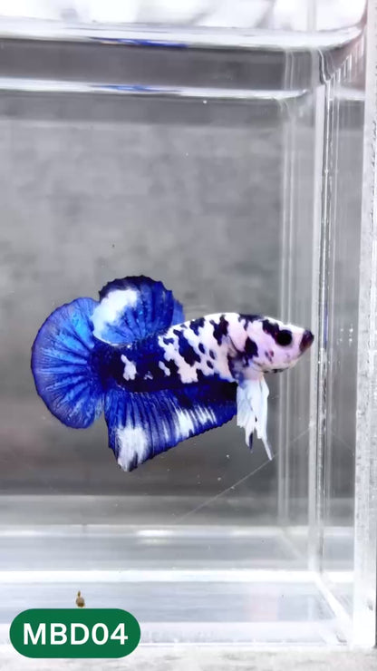Blue Marble Dot Plakat Male Betta Fish | You Pick Fish
