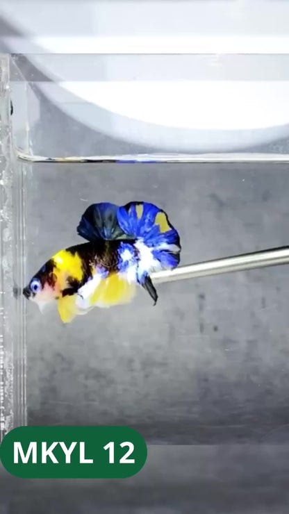 Koi Yellow Plakat Male Betta Fish | Show Grade | You Pick Fish