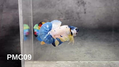 Multicolor Plakat Male Betta Fish |Show Grade|  You Pick Fish