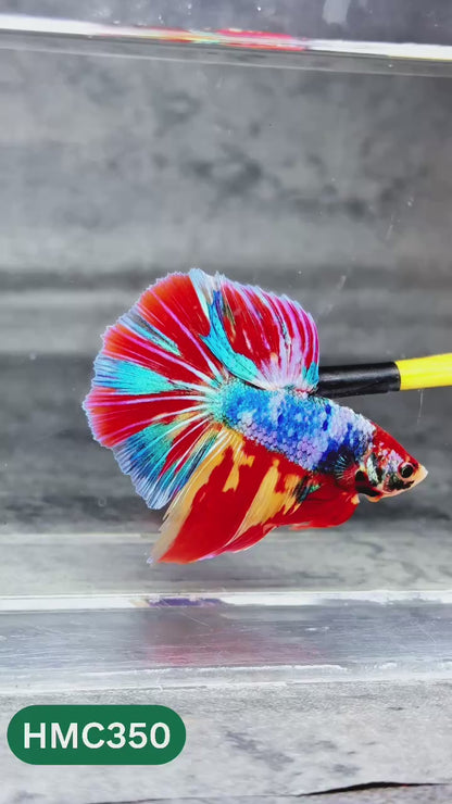 Multicolor Halfmoon Male Betta Fish | High Grade | Order Directly From Farm |  You Pick Fish |