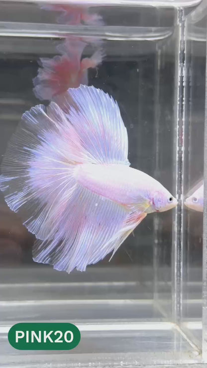 Pink Halfmoon Male Betta Fish | You Pick Fish | Order Directly From Farm