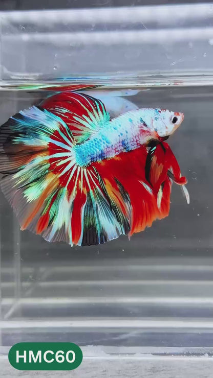 Multicolor Halfmoon Male Betta Fish | Order Directly From Farm | You Pick Fish