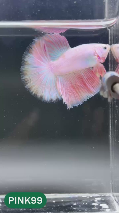 Pink Halfmoon Male Betta Fish | You Pick Fish | Order Directly From Farm