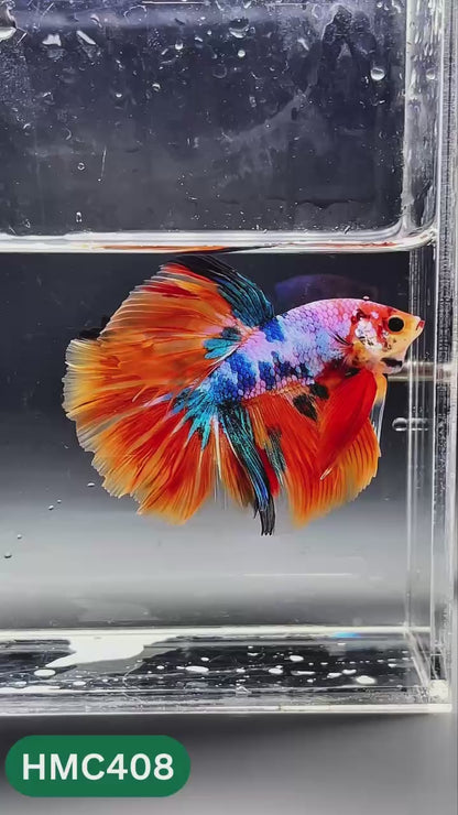Nemo Halfmoon Male Betta Fish | Order Directly From Farm | You Pick Fish