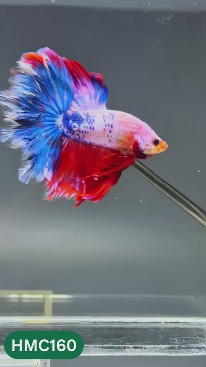 Multicolor Halfmoon Male Betta Fish | Order Directly From Farm | You Pick Fish