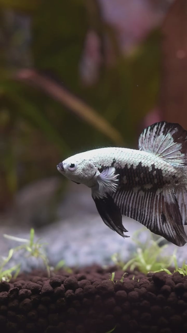 Black Dragon Plakat Male Betta Fish — Swimming Video