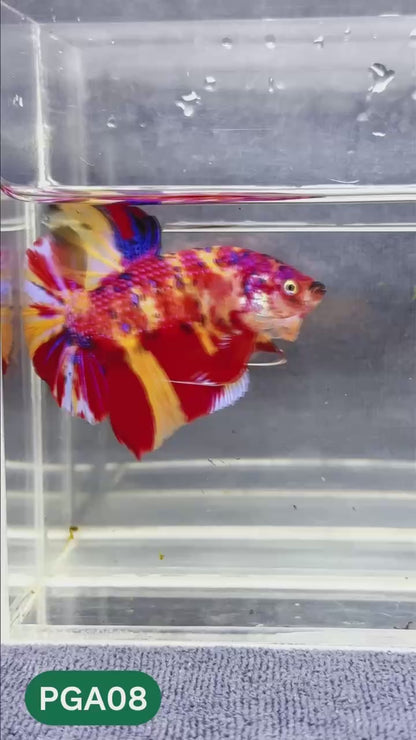 King Giant Plakat Male Betta Fish | You Pick Fish | High Grade