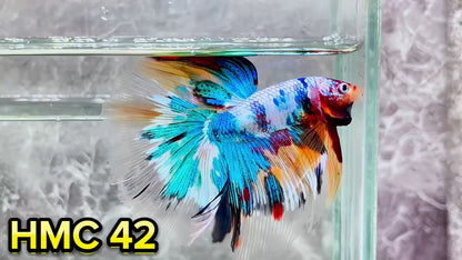 Multicolor Halfmoon Male Betta Fish | High Grade | Order Directly From Farm|  You Pick Fish |