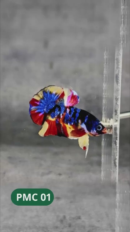 Multicolor Plakat Male Betta Fish |Show Grade|  You Pick Fish
