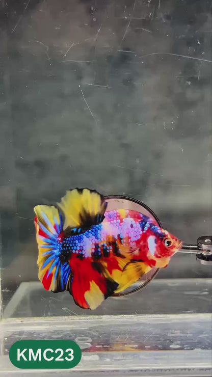 Multicolor Yellow Base Plakat Male Betta Fish | Order Directly From Farm |  You Pick Fish