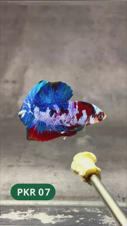 Multicolor Yellow Base Plakat Male Betta Fish | Order Directly From Farm |  You Pick Fish