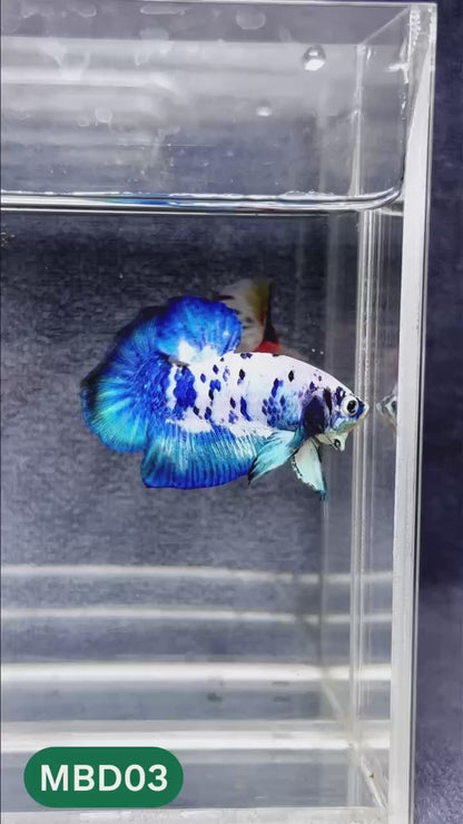 Blue Marble Dot Plakat Male Betta Fish | You Pick Fish