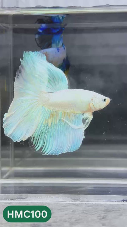 Multicolor Halfmoon Male Betta Fish | Order Directly From Farm | You Pick Fish