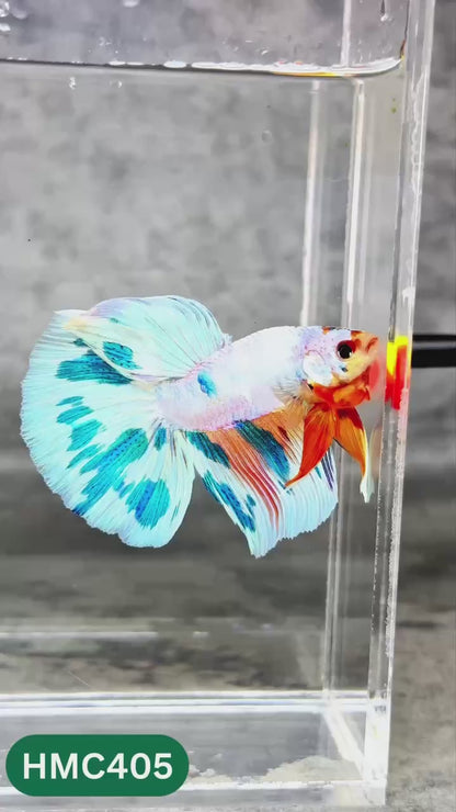 Multicolor Halfmoon Male Betta Fish | Order Directly From Farm | You Pick Fish