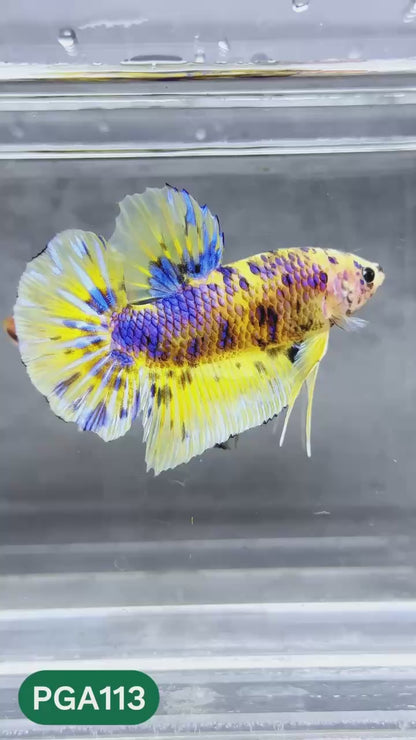 King Giant Plakat Male Betta Fish | You Pick Fish | High Grade