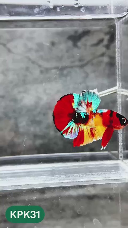 Multicolor Plakat Male Betta Fish |Show Grade|  You Pick Fish
