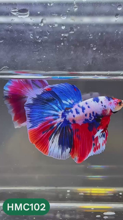 Multicolor Halfmoon Male Betta Fish | Order Directly From Farm | You Pick Fish