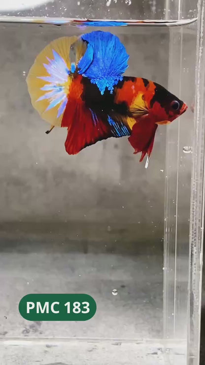 Multicolor Plakat Male Betta Fish |Show Grade|  You Pick Fish