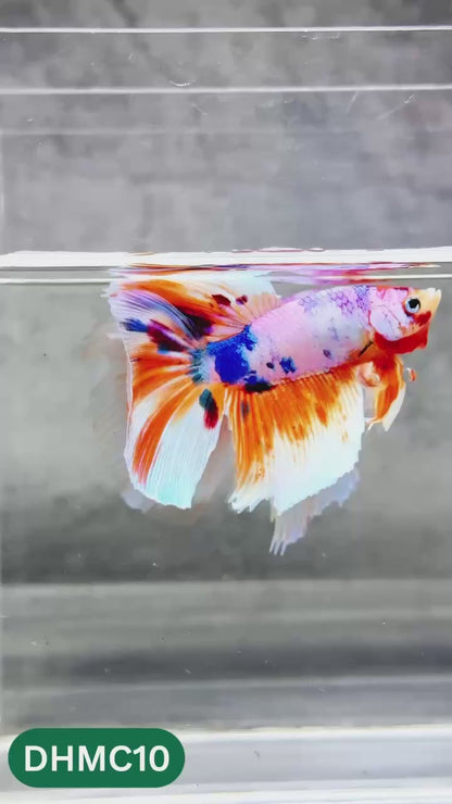 Multicolor Halfmoon Male Betta Fish | High Grade | Order Directly From Farm |  You Pick Fish |