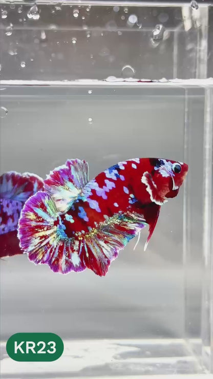 Golden Star Dust Galaxy Plakat Male Betta Fish | Super Rare | You Pick Fish