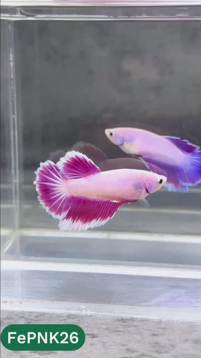 Pink Halfmoon Female Betta Fish | You Pick Fish | Rare Color
