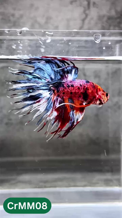 Crowntail Multicolor Male Betta Fish | High Grade | You Pick Fish |