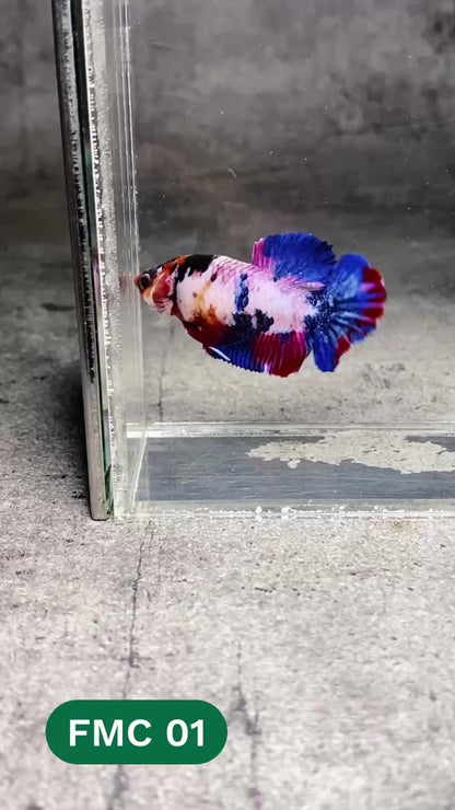 Multicolor Female Betta Fish | You Pick Fish | High Grade