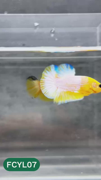 Yellow Fancy Male Betta Fish | Order Directly From Farm | You Pick Fish