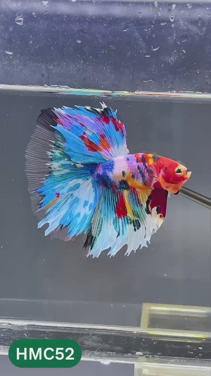 Multicolor Halfmoon Male Betta Fish | High Grade | Order Directly From Farm |  You Pick Fish |