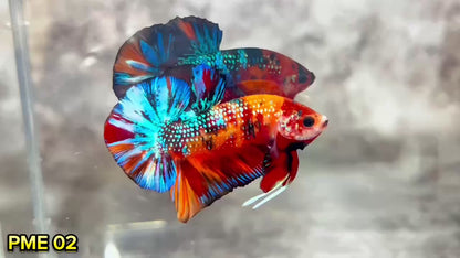 Metallic Plakat Betta Fish | You Pick Betta | Show Grade