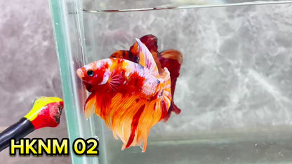 Nemo Halfmoon Male Betta Fish | Order Directly From Farm | You Pick Fish