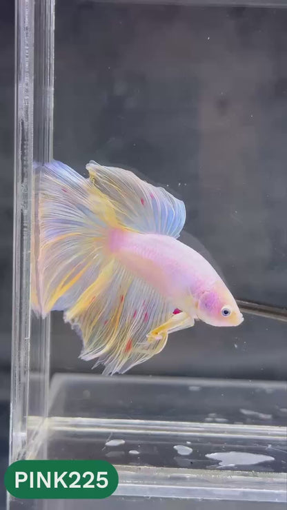 Pink Halfmoon Male Betta Fish | You Pick Fish | Order Directly From Farm