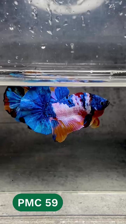 Multicolor Plakat Male Betta Fish |Show Grade|  You Pick Fish