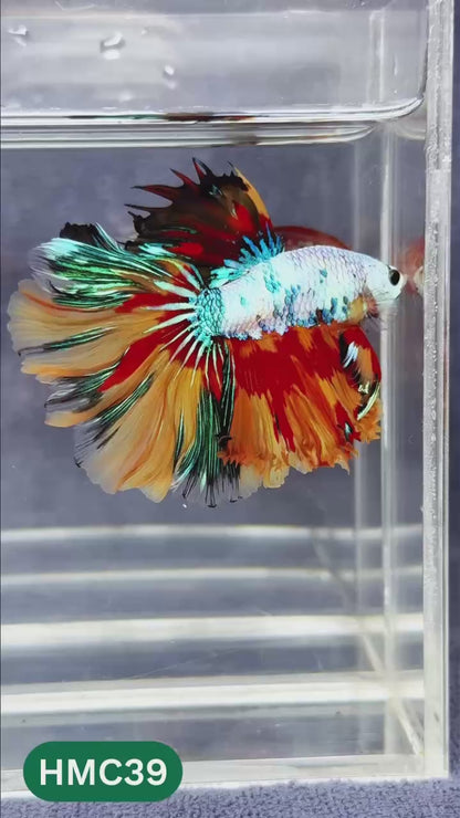 Multicolor Halfmoon Male Betta Fish | Order Directly From Farm | You Pick Fish