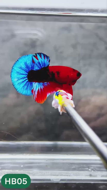 Hellboy Plakat Male Betta Fish | Order Directly From Farm | You Pick Fish