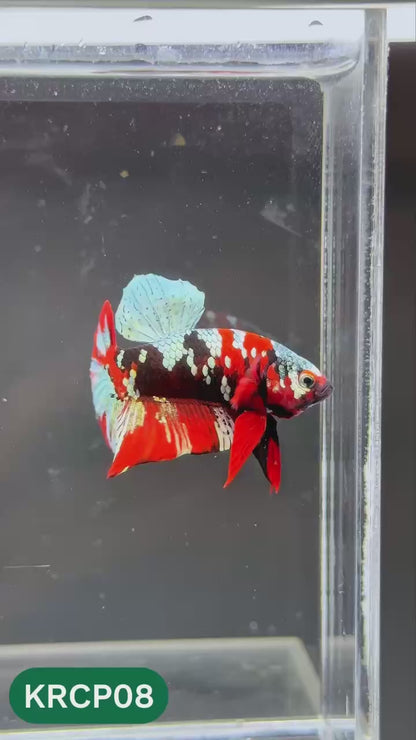 Koi Red Copper Plakat Male Betta Fish | You Pick Fish