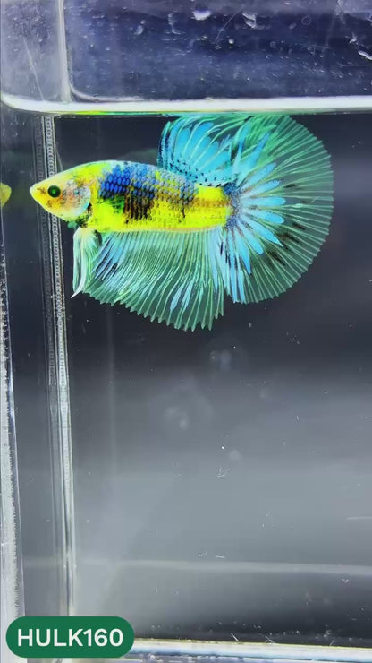 Black Hulk Halfmoon Male Betta Fish | You Pick Fish