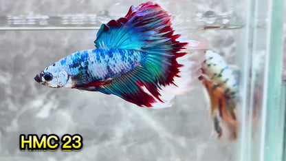 Multicolor Halfmoon Male Betta Fish | High Grade | Order Directly From Farm|  You Pick Fish |