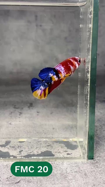 Multicolor Female Betta Fish | You Pick Fish | High Grade