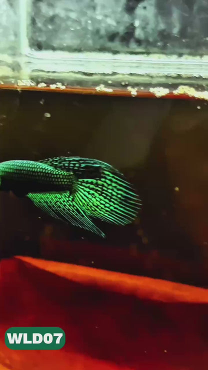 Wild Alien Male Betta Fish | You Pick Fish