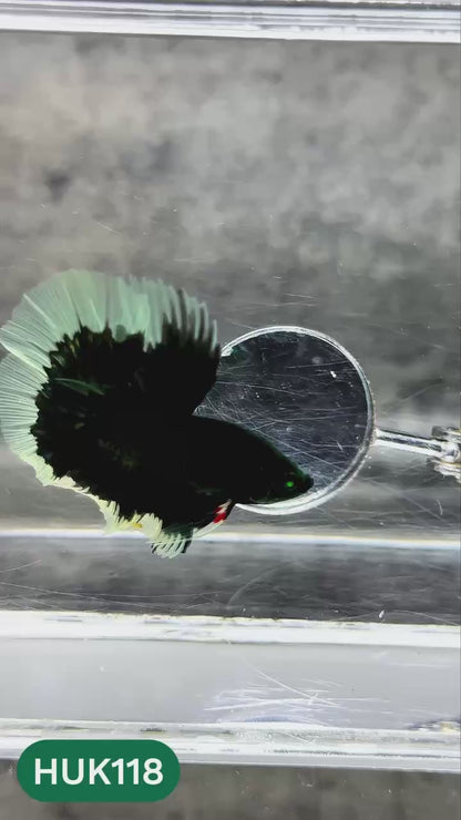 Black Hulk Halfmoon Male Betta Fish | You Pick Fish