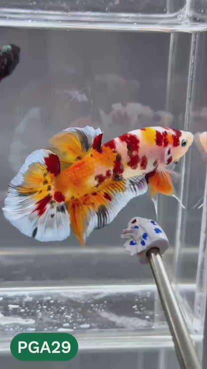 King Giant Plakat Male Betta Fish | You Pick Fish | High Grade