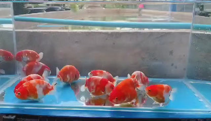 Baby Sakura Ranchu Goldfish 2 - 2.5 Inches