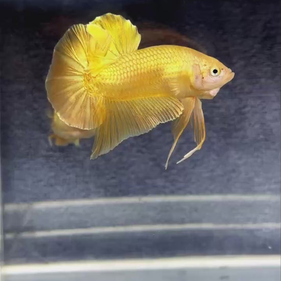 Super Gold Plakat Male Betta Fish