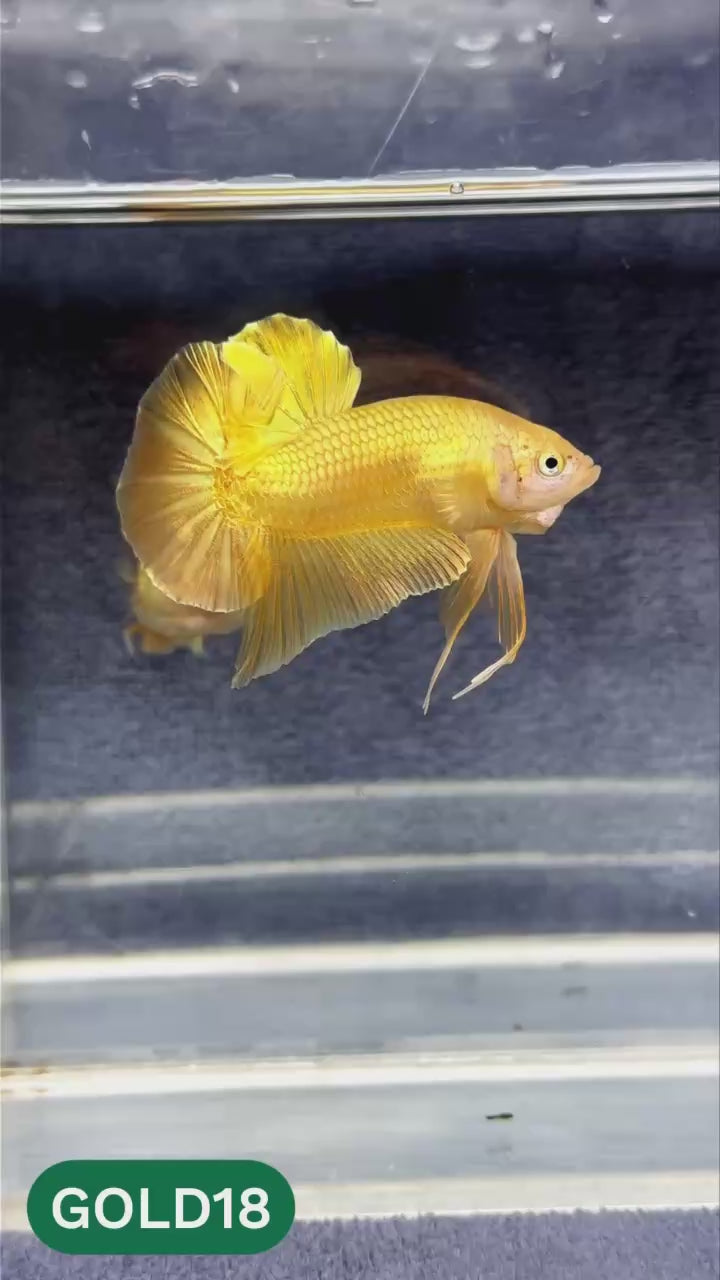 Super Gold Plakat Male Betta Fish