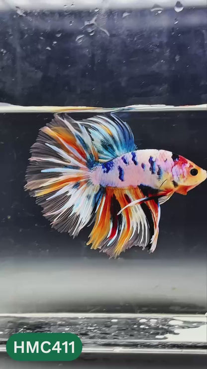 Nemo Halfmoon Male Betta Fish | Order Directly From Farm | You Pick Fish