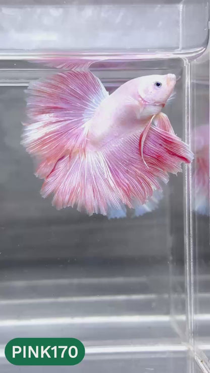 Pink Halfmoon Male Betta Fish | You Pick Fish | Order Directly From Farm