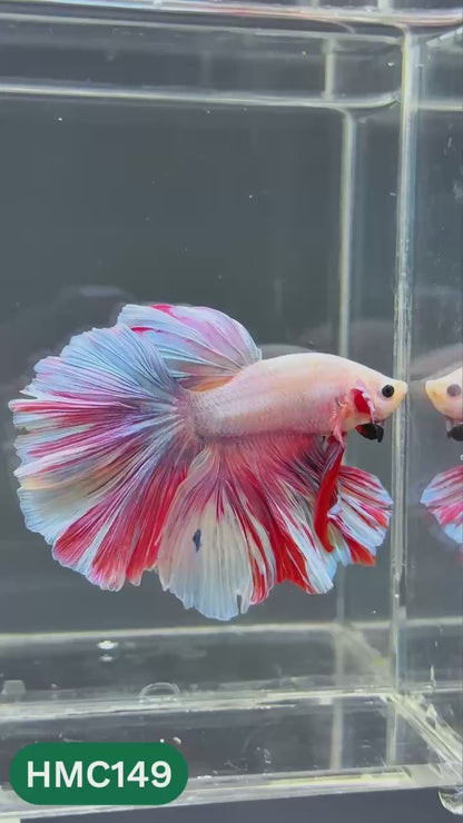Multicolor Halfmoon Male Betta Fish | Order Directly From Farm | You Pick Fish